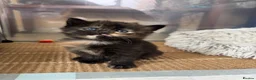 Mixed Breed cats for sale: Stunning kittens from a Maine Coon cross mum - Advert 21