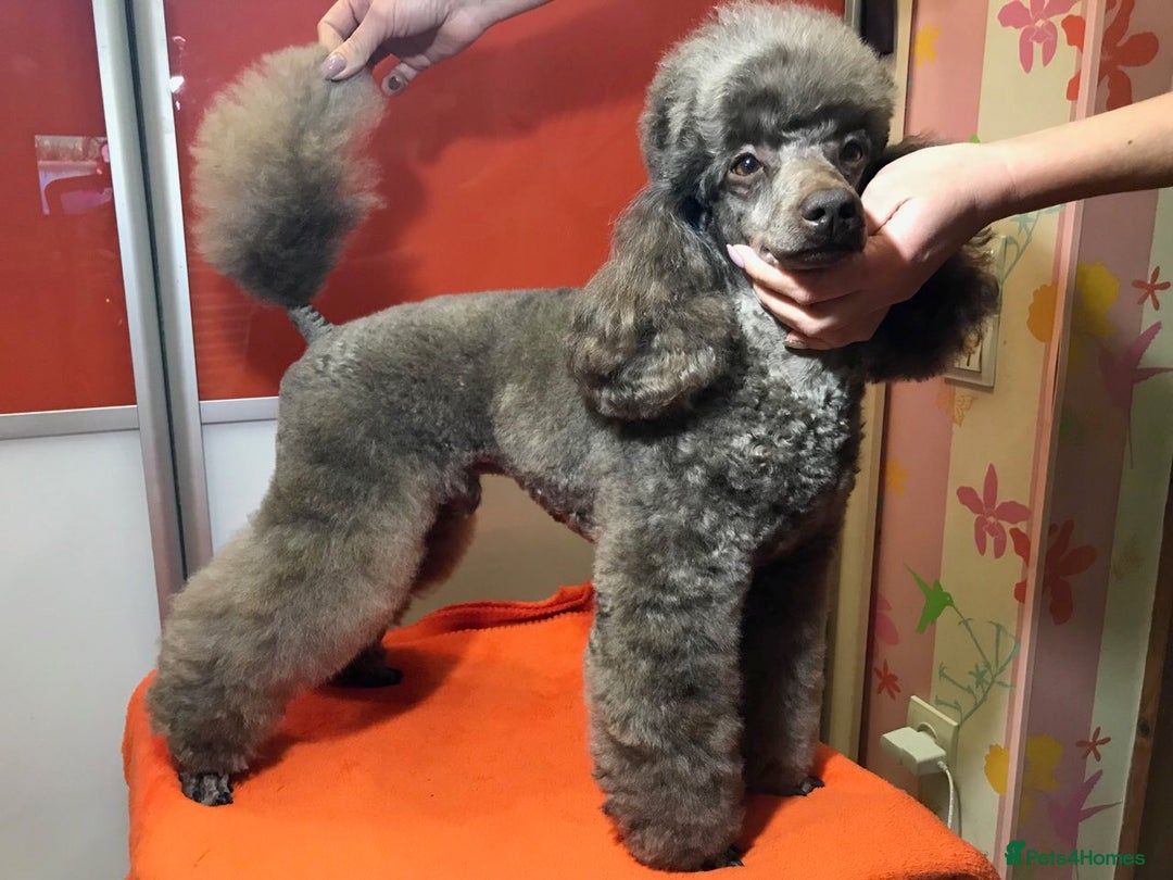 Miniature Poodle dogs for stud: Show Champion, Brown, Miniature Poodle Stud in Bristol - Advert 4