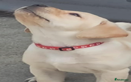 Labrador Retriever dogs for sale: Labrador puppy with papers  - Image 7