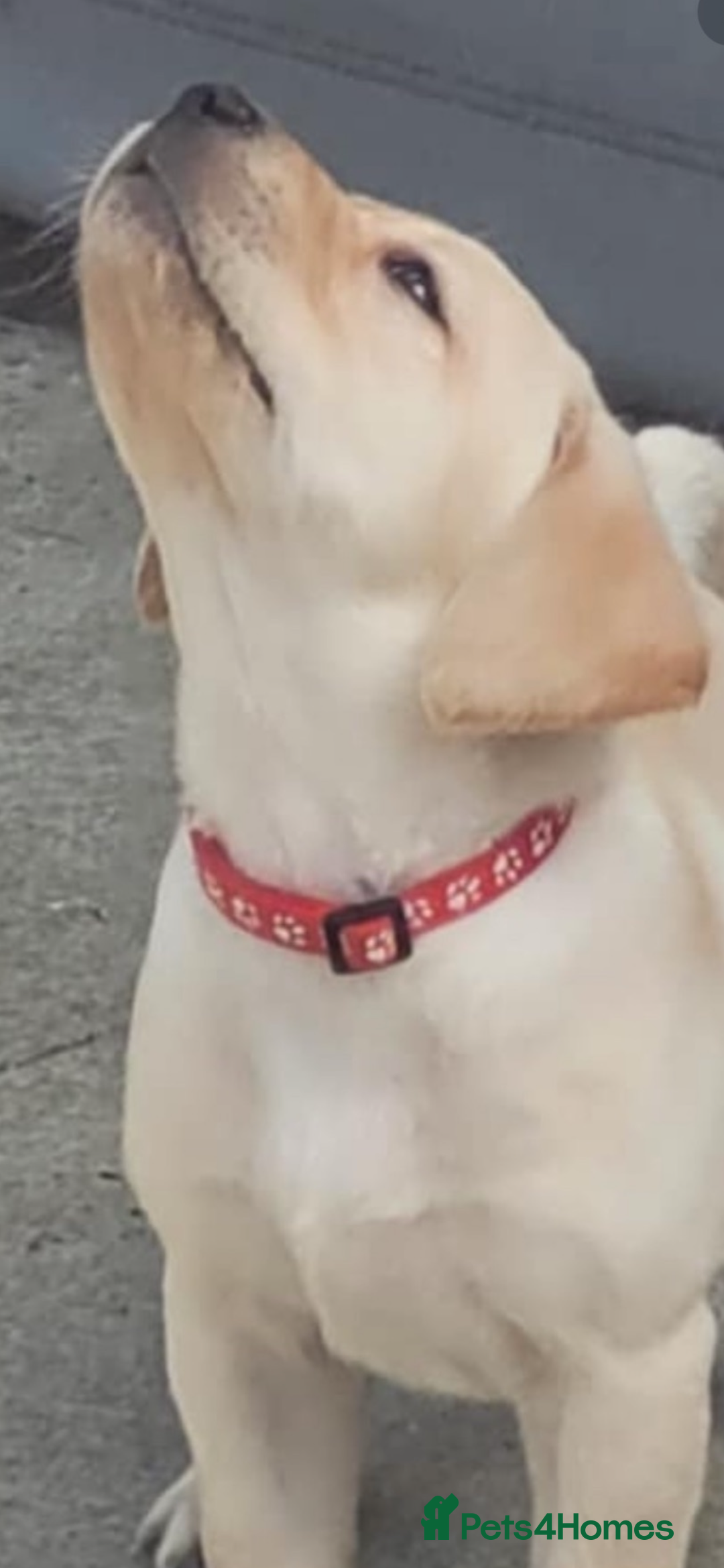 Labrador Retriever dogs for sale: Labrador puppy with papers  - Image 7
