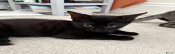 Mixed Breed cats for sale: Half Savannah kittens  - Advert 7