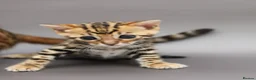 Bengal cats for sale: 🔥 Beautiful Bengal girl🔥 - Advert 17