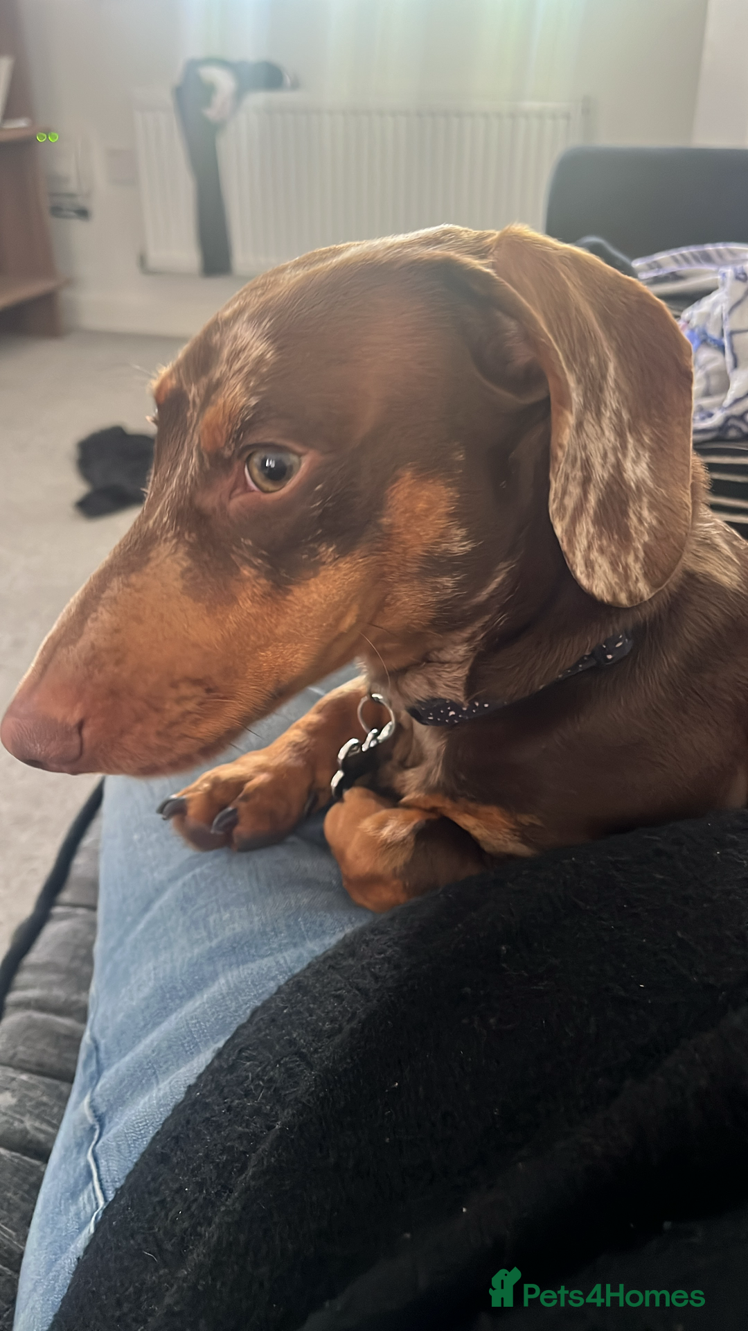 Dachshund dogs for stud: Male Dachshund  - Advert 5