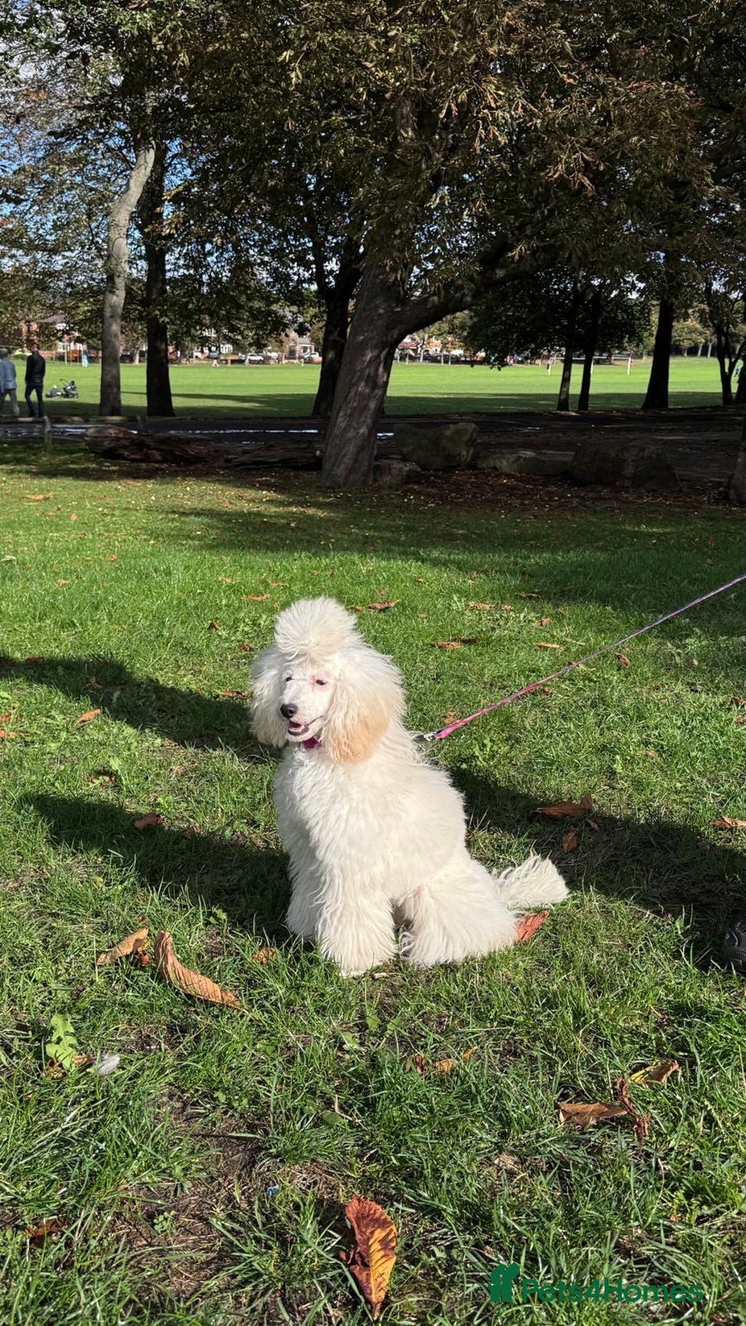 Maltipoo dogs for sale: Upcoming Litter Announcement- Toy size Maltipoo F1 - Advert 2