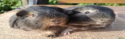 Guinea Pig rodents for sale: 2 very pretty sheltie boys - Advert 4