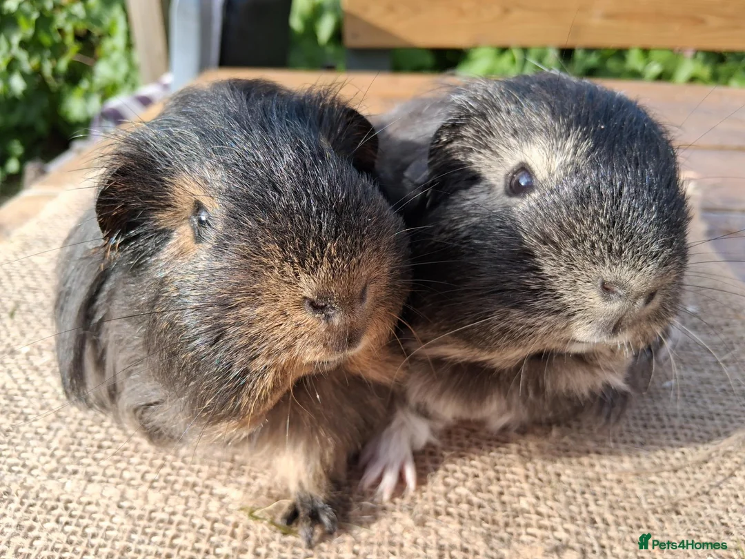 Guinea Pig rodents for sale: 2 very pretty sheltie boys - Advert 4