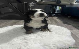 Bernese Mountain Dog dogs for sale: puppy  - Image 3