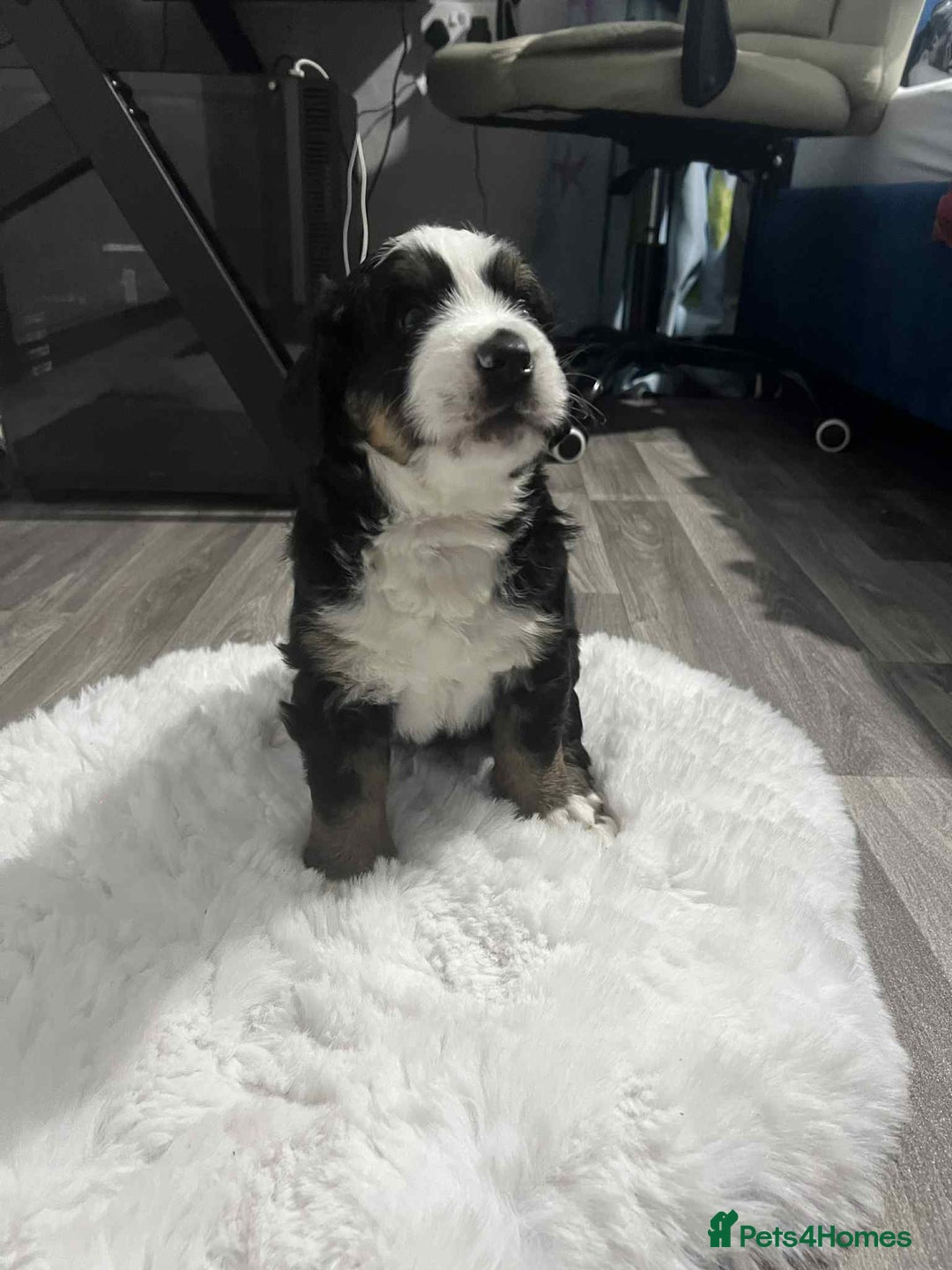 Bernese Mountain Dog dogs for sale: puppy  - Image 3