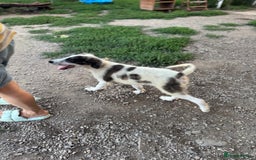 Mixed Breed dogs for adoption: ODIN, a superb young boy - for a Loving Home - Image 33