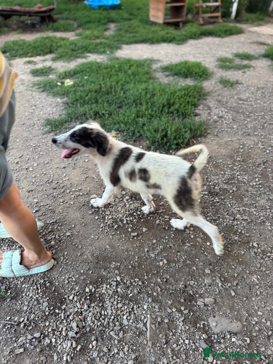 Mixed Breed dogs for adoption: ODIN, a superb young boy - for a Loving Home - Image 33