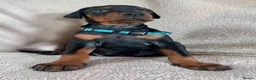Dobermann dogs for sale: Health tested European puppies  - Advert 26