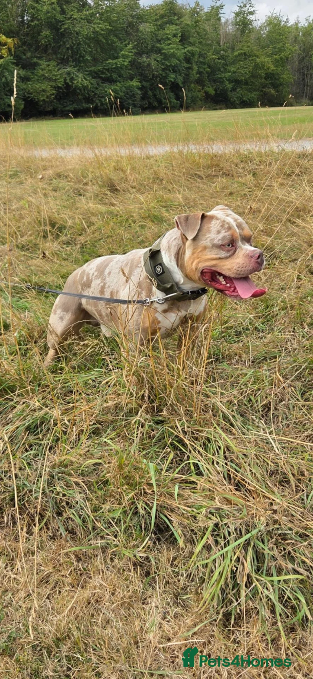 American Bully dogs for stud: American Standard Bully For Stud in Warrington - Advert 2