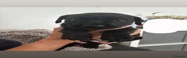 jet black female