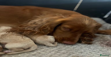 Cockapoo dogs - Advert 12