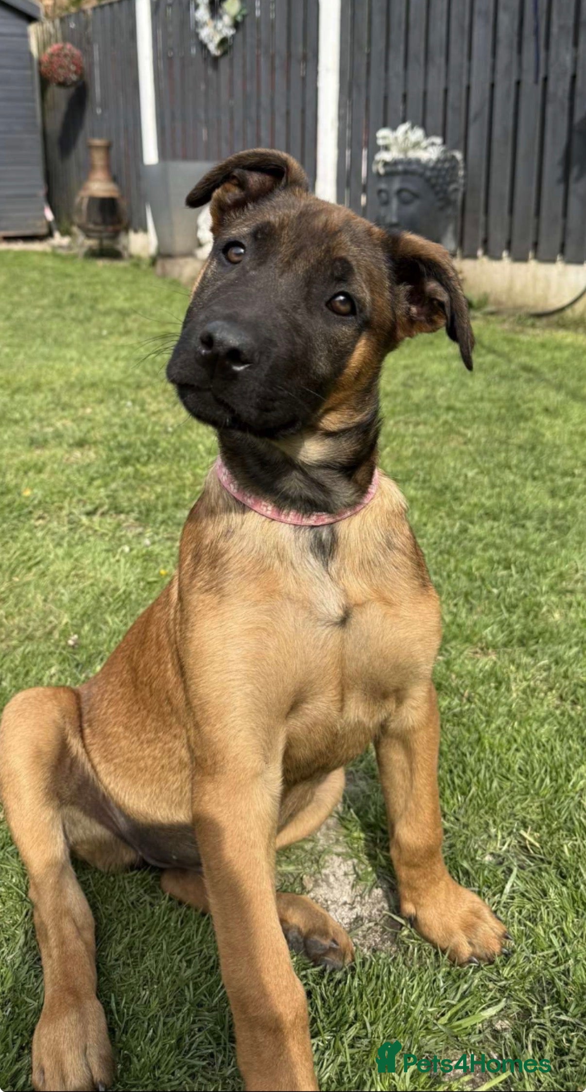 Belgian Shepherd Dog dogs REDUCED 💥💥 Last FEMALE Belgium Malinois 💥💥 - Advert 4