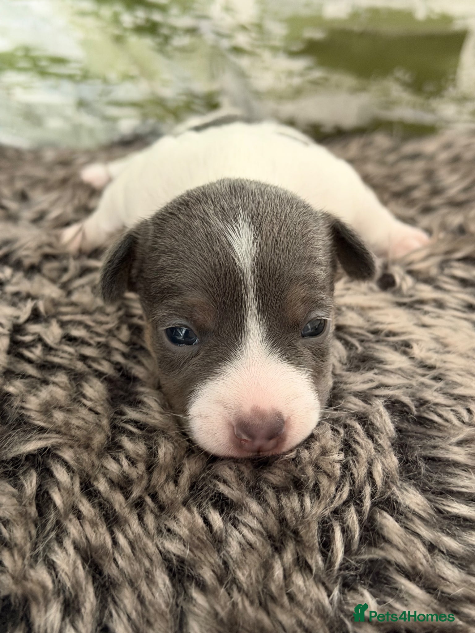 Jack Russell dogs for sale: DONJACKS - miniature health tested babies  - Advert 8