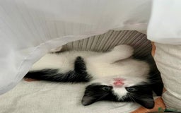 British Shorthair cats for sale: Male,Female  - Image 7
