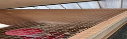 Quail poultry for sale: 4 female and 1 male quail house cage full set up in Lincoln - Advert 4