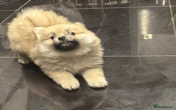 Pomeranian dogs for sale: Pomeranian pups  - Image 6