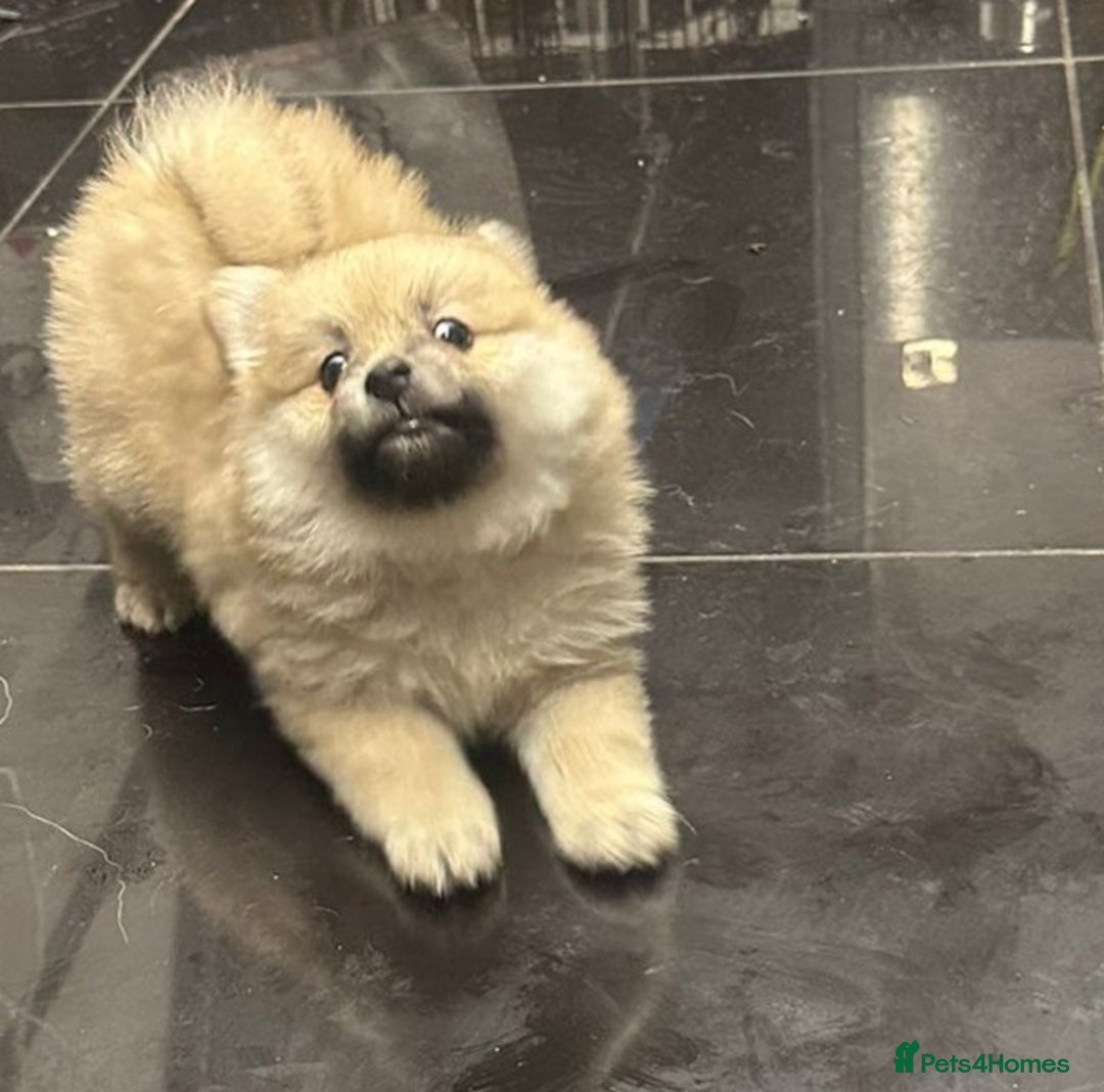 Pomeranian dogs for sale: Pomeranian pups  - Image 6