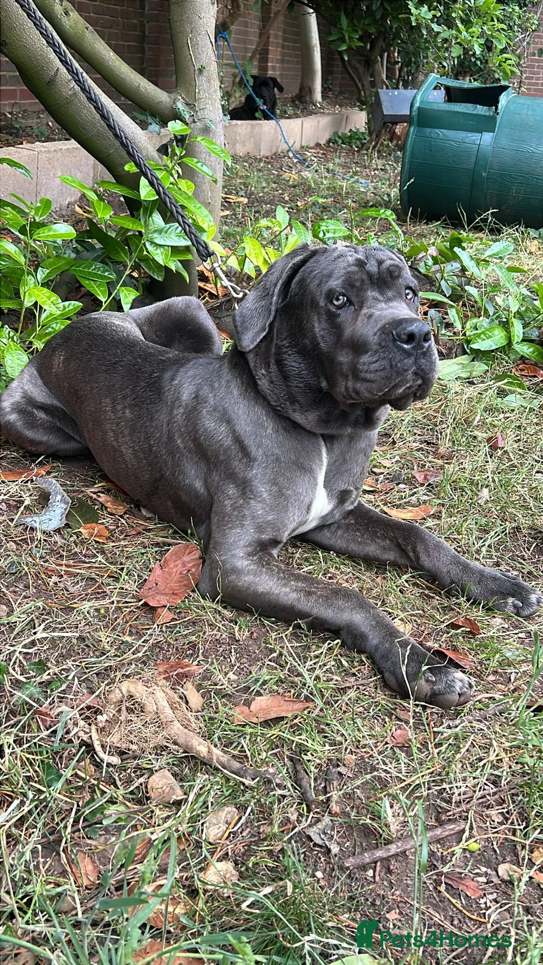 Cane Corso dogs for sale: Pure breed grey cane Corso fully vaccinated - Advert 2