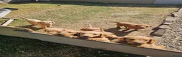 Labradoodle dogs for sale: Rare F1 Labradoodle Puppies(7 LEFT!) - Advert 14