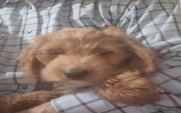 Cockapoo dogs for sale: Cockapoo pups  - Image 6