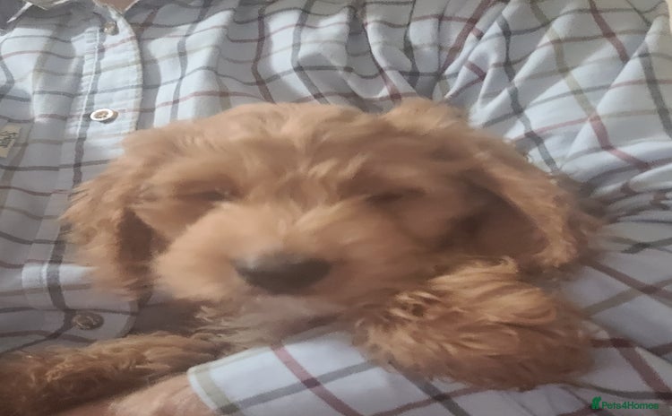 Cockapoo dogs - Advert 14