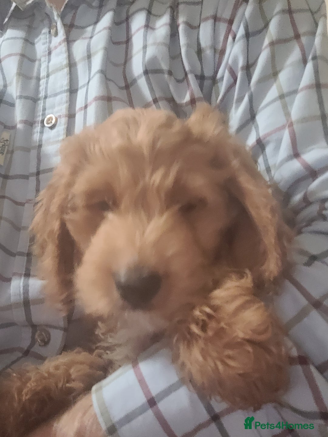 Cockapoo dogs for sale: Cockapoo pups  - Image 6