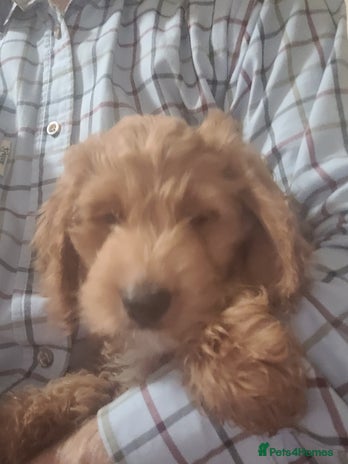 Cockapoo dogs - Advert 14