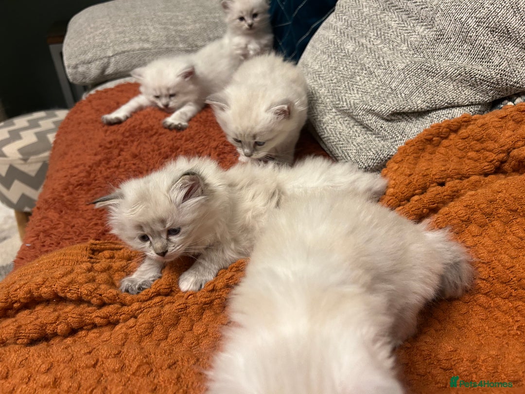 Siberian cats for sale: Home raised Neva Masquerade Kittens - Advert 3