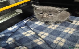 British Shorthair cats for sale: Gorgeous British Blue Shorthair X Kittens for sale in Brentwood - Image 9
