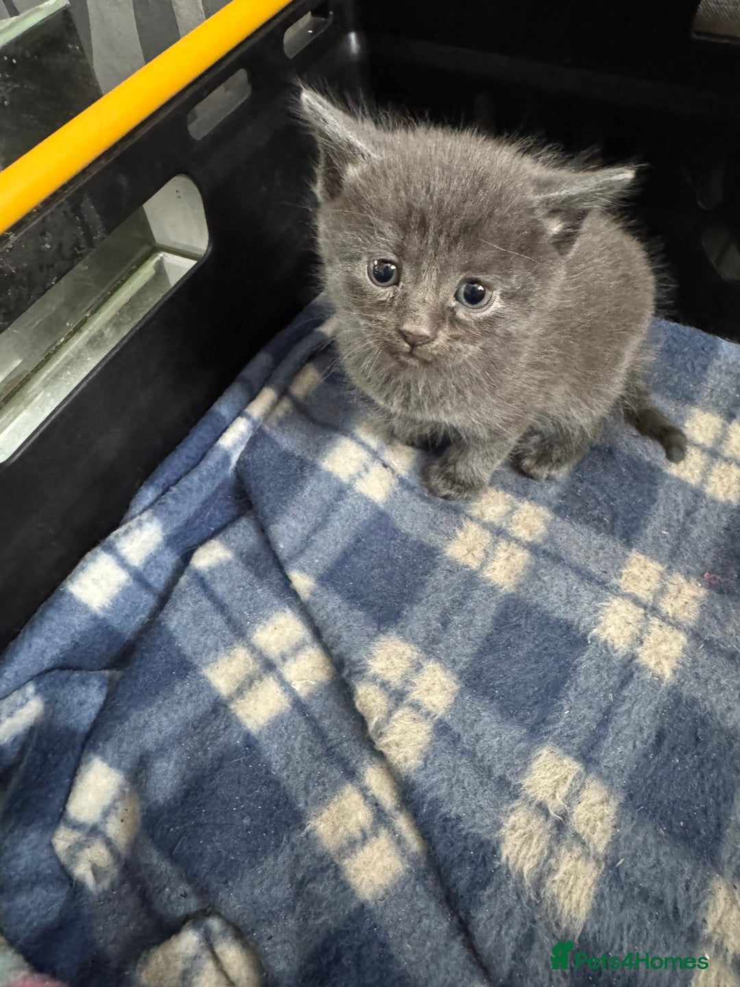 British Shorthair cats for sale: Gorgeous British Blue Shorthair X Kittens for sale in Brentwood - Image 9