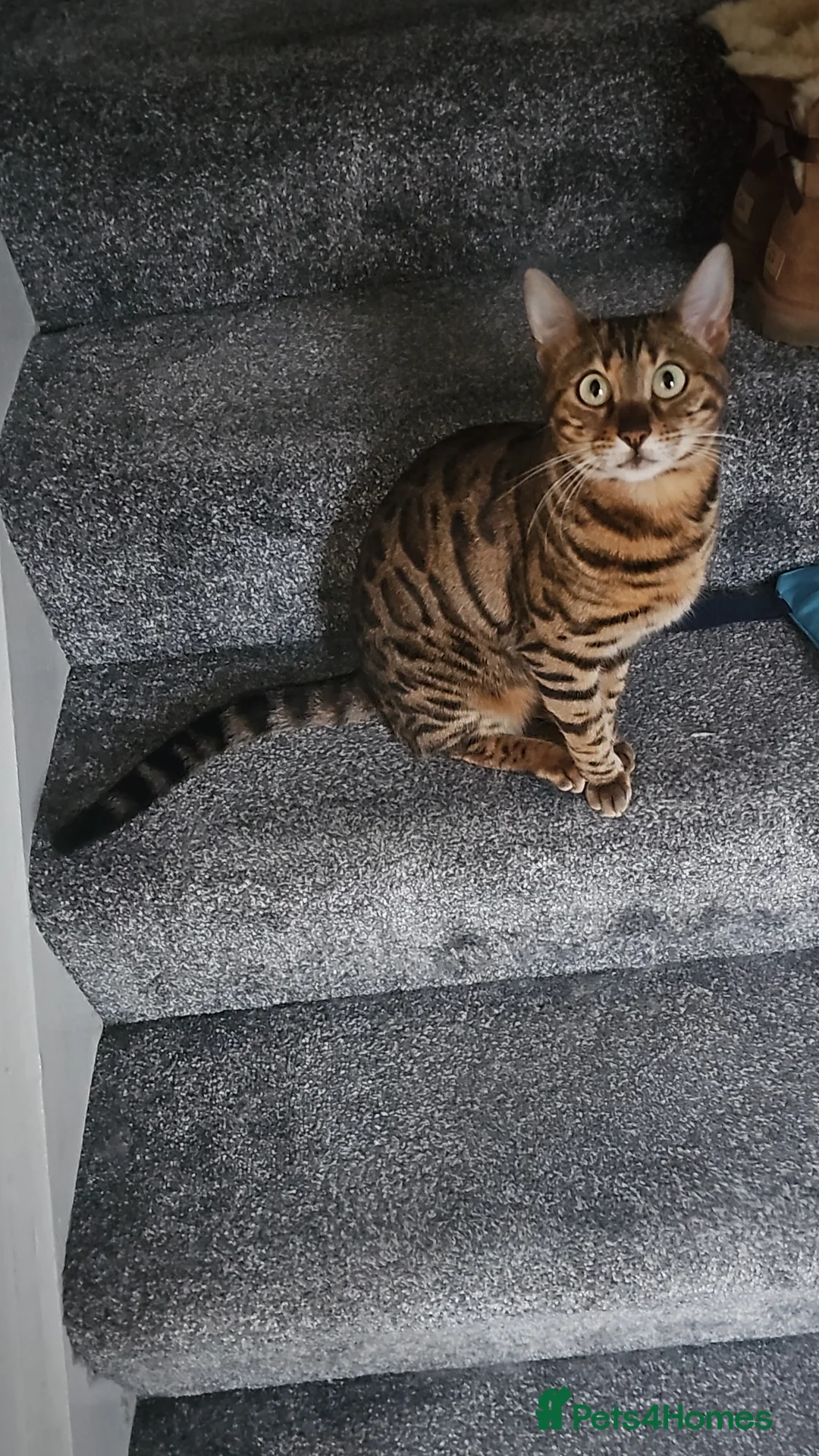 Bengal cats for sale: Beautiful female bengal for sale  in Coventry - Advert 1