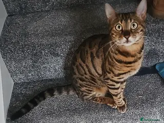 Bengal cats Beautiful female bengal for sale - Advert 1