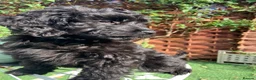 Cockapoo dogs for sale: F1 cockapoo curly black boy - Advert 3