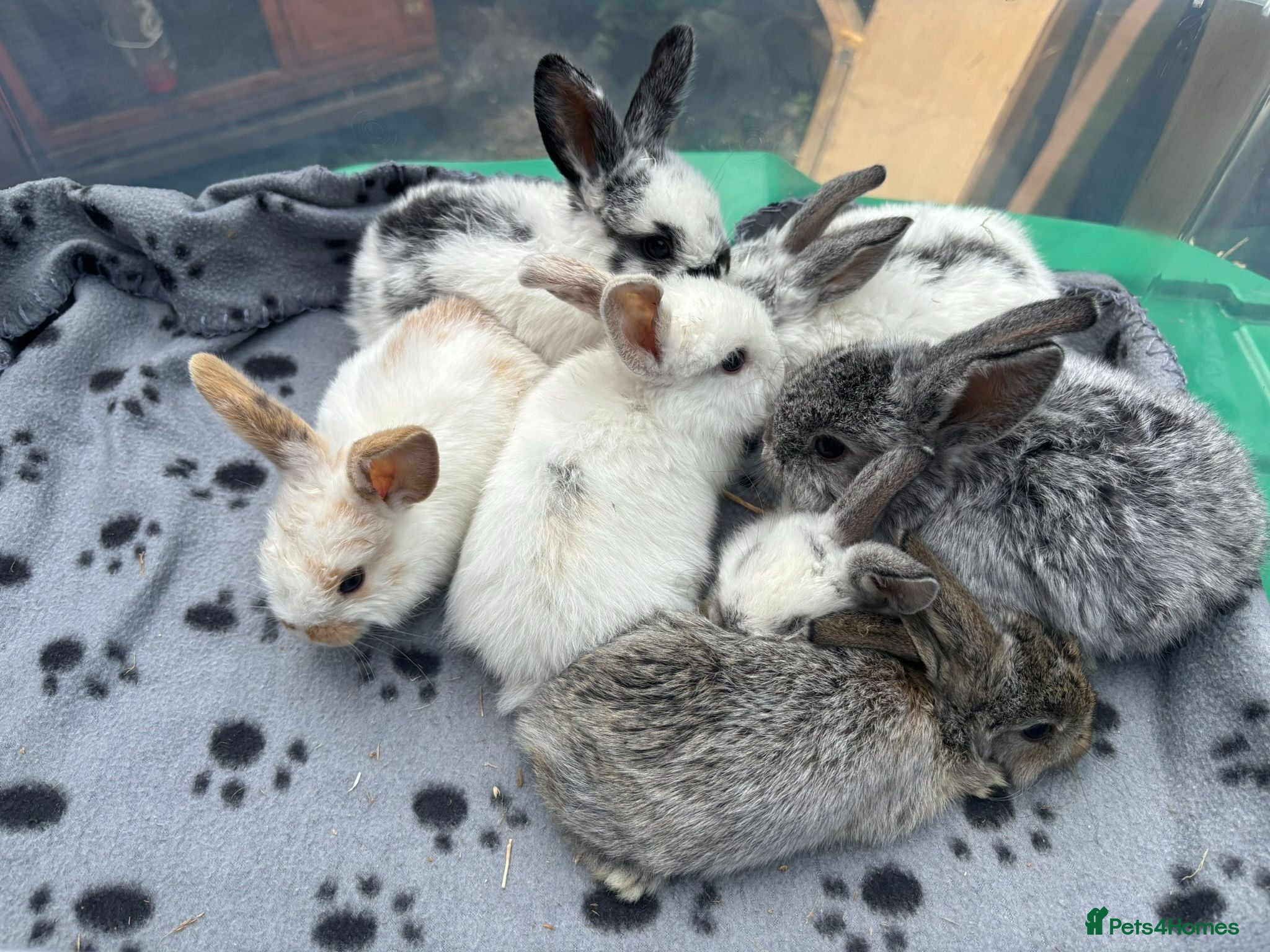 Mini Lop rabbits 🐰 Beautiful Mini Lop Baby Bunnies– Ready to go 🐰 - Advert 1
