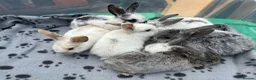 Mini Lop rabbits for sale: 🐰 Beautiful Mini Lop Baby Bunnies– Ready to go 🐰 - Advert 1