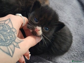 Domestic Shorthair cats 1 Black & White Boy Kitten For Sale - Advert 14