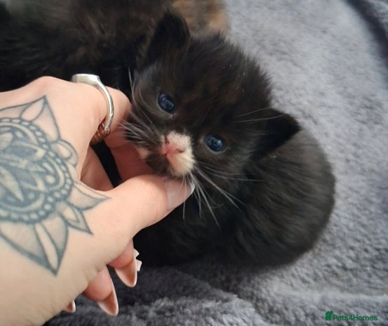 Domestic Shorthair cats 1 Black & White Boy Kitten For Sale - Advert 13