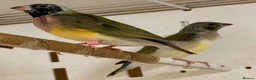 Finches birds for sale: Female Gouildian finches available young  - Advert 5