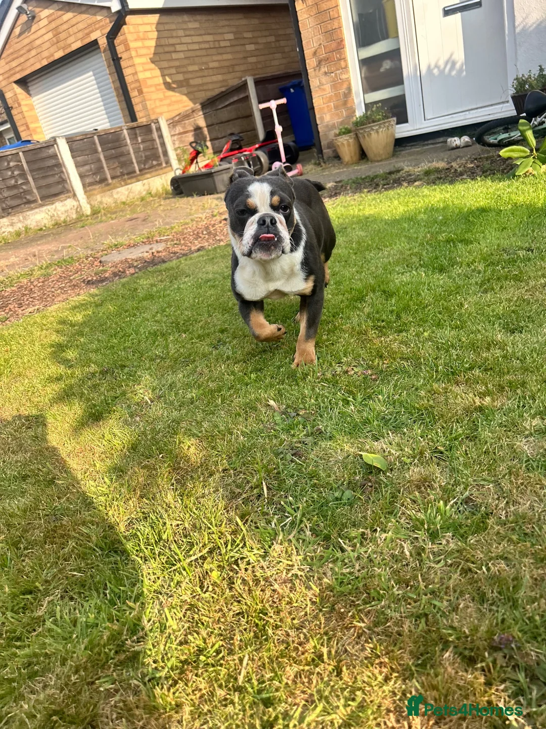 English Bulldog dogs for sale: 1year old English bulldog bitch in Bury - Advert 1