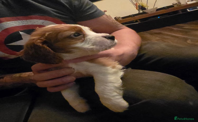 Cavalier King Charles Spaniel dogs Adorable Puppies only two left Looking for Homes! - Advert 6