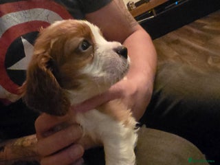 Cavalier King Charles Spaniel dogs Adorable Puppies only two left Looking for Homes! - Advert 5