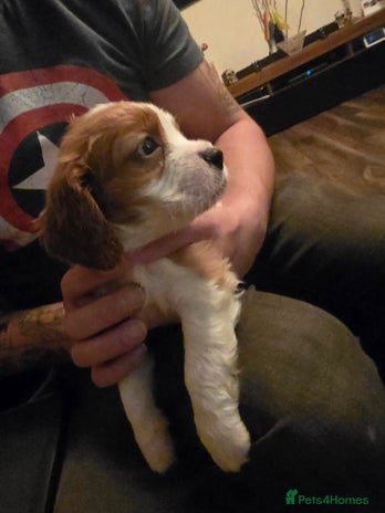 Cavalier King Charles Spaniel dogs Adorable Puppies only two left Looking for Homes! - Advert 6