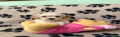 Poochon Puppy 5