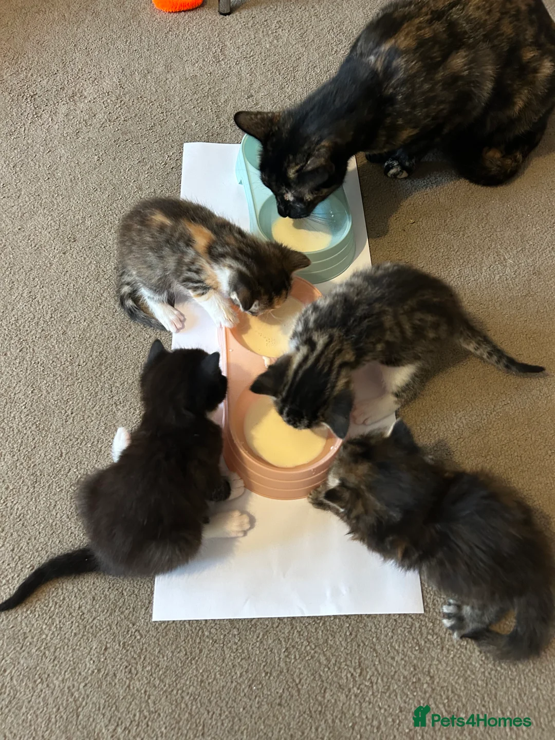 Mixed Breed cats for sale: Kittens  in Milton Keynes - Advert 2