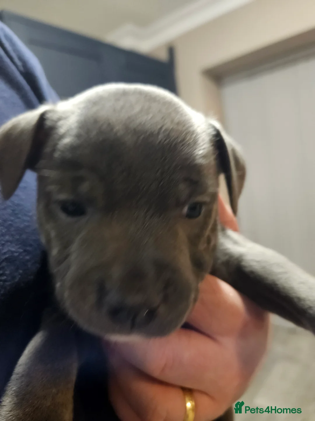 Staffordshire Bull Terrier dogs for sale: Blue staffordshire bull terrier pups - Advert 6