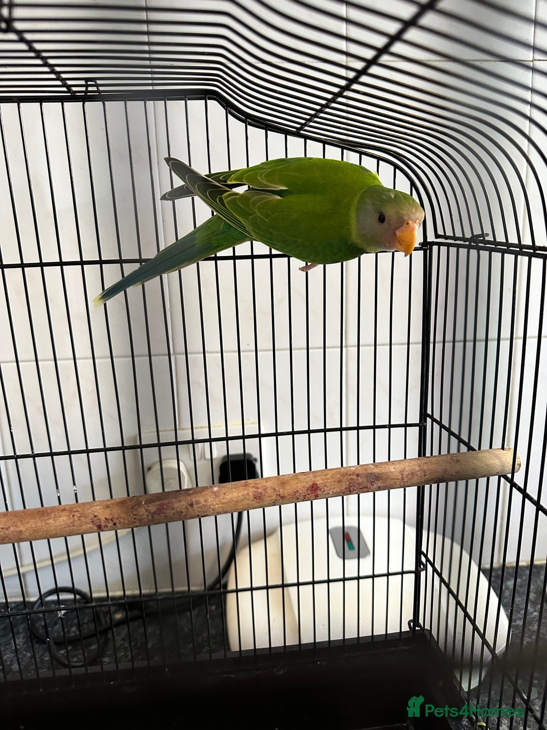 Parakeets birds for sale: Plum Headed Parakeet - Advert 6