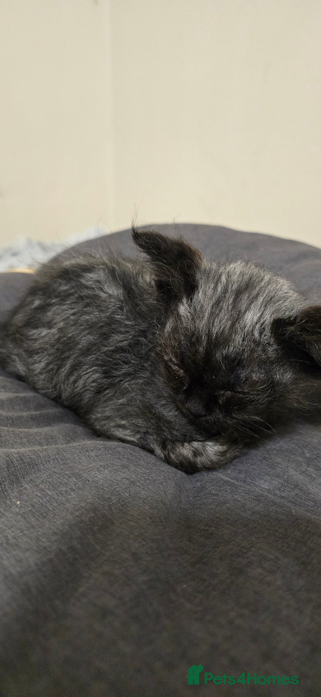 LaPerm cats for sale: 2 male Laperm mix kittens, curly haired - Advert 37